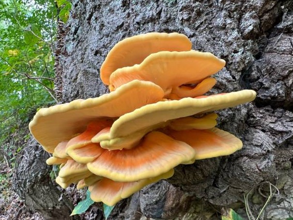 chicken of the woods recipe